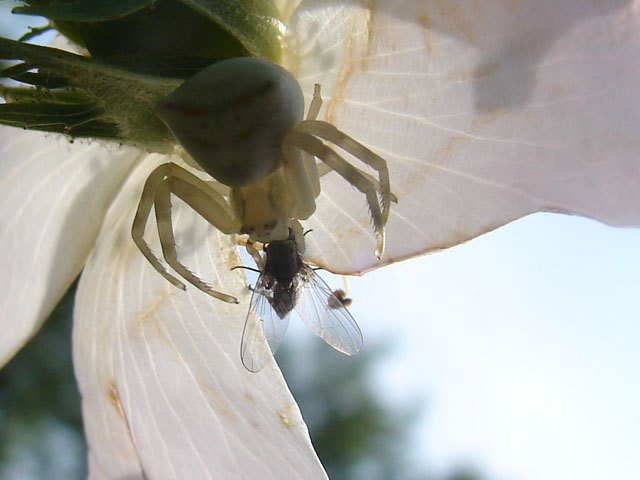 DSC00631b