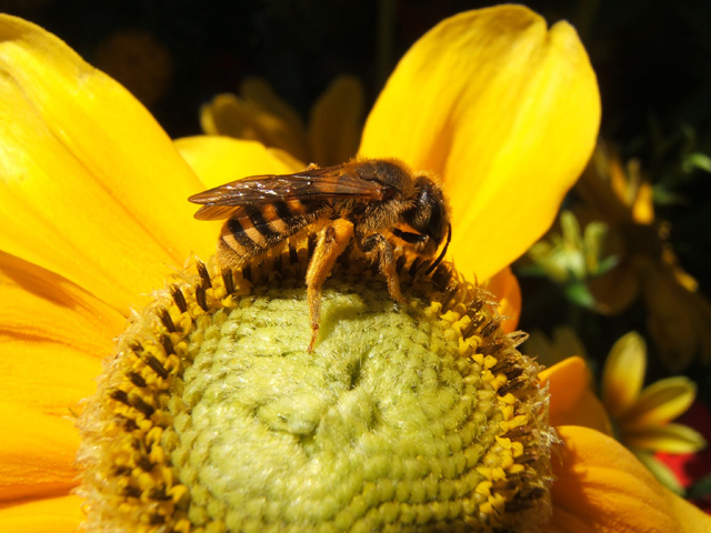2abeille