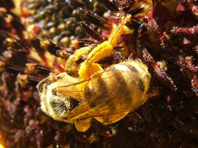abeille