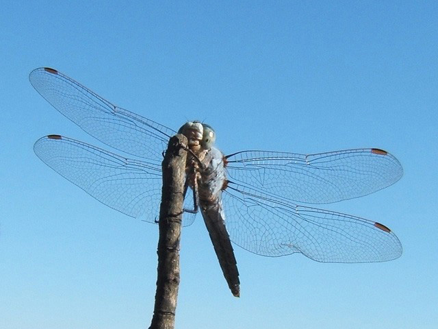 aeschne1