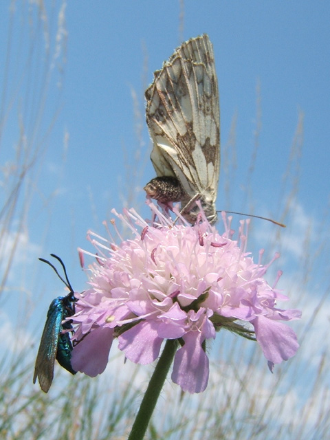 dessusdessous