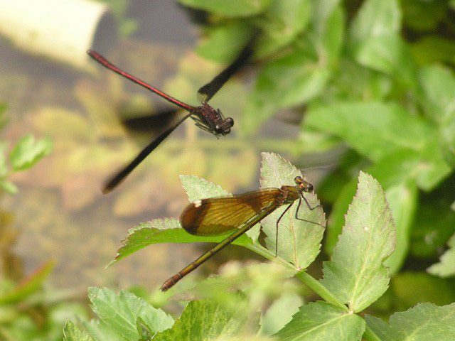 duo