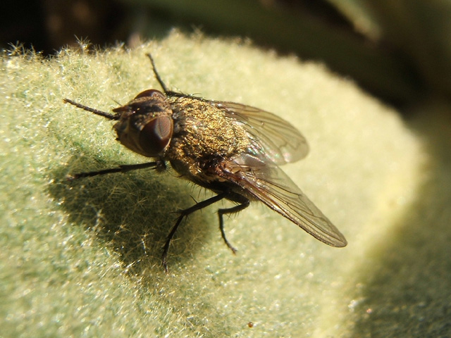 mouche