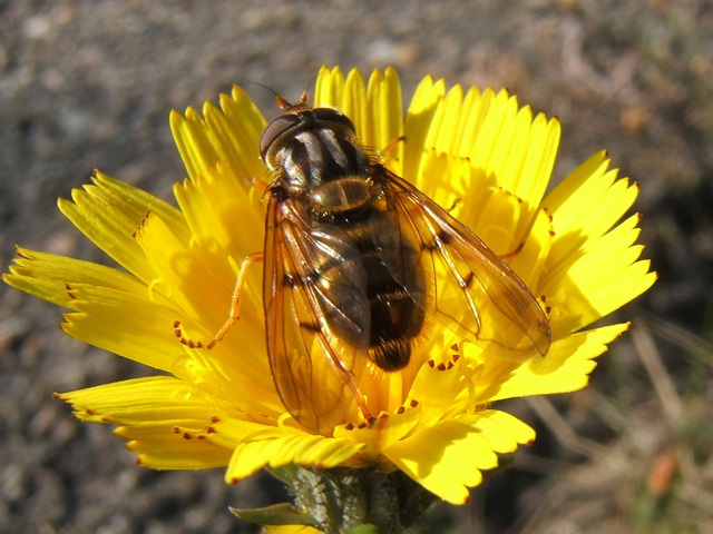mouche2