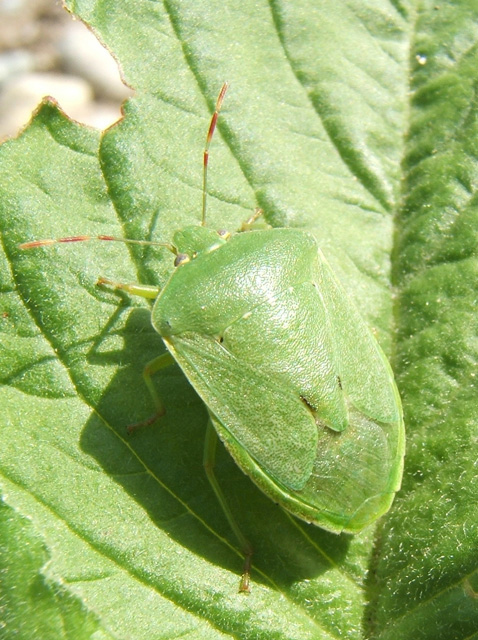 punaiseverte