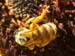 abeille