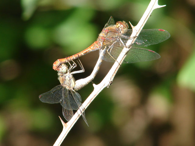DSC05970b