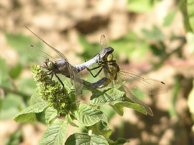 P8060064