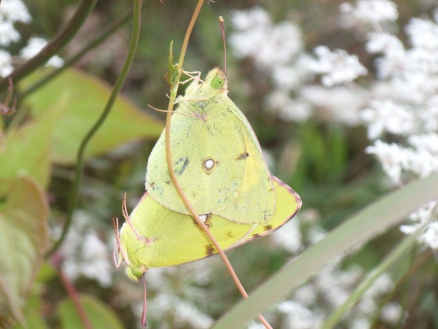 R0012517
